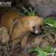 Illustration for article titled Monday Mustelid - Mustela sibirica Edition